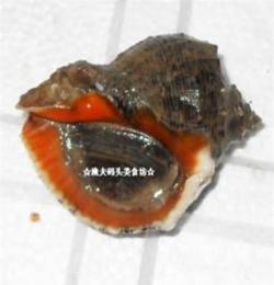 供應海螺、香螺貝類批發、鮮活海鮮水產品、海鮮批發