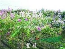 海宁园林花卉苗木紫薇、美国紫薇、速生紫薇2-8公分