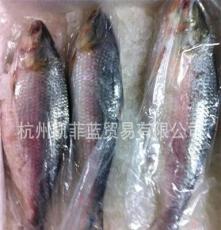 全国供应 缅甸鲥鱼 细鳞3.5以上斤/冰冻´冰鲜鲥鱼/超低价批发