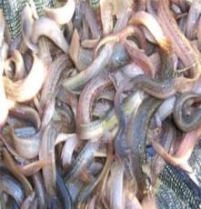 泥鳅种苗 出称率高 死亡低 方便运输 达到出口标准
