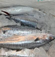 厂家直销冷冻鲅鱼 鲜活鲅鱼 高品质营养健康 水产品批发