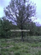 蒙古栎，2015年蒙古栎价格，蒙古栎供应，蒙古栎图片