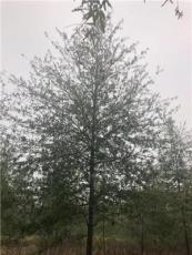 南京汇恒景观园林柳叶栎12-24公分