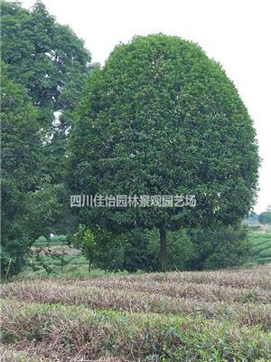 雅安高杆桂花介绍 雅安高杆桂花价格/批发