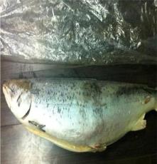 特价批发 挪威冰冻三文鱼 进口冰冻三文鱼 加合加冰冻三文鱼