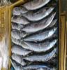 厂家直销冷冻石斑鱼 顶级 进口 21000元/吨