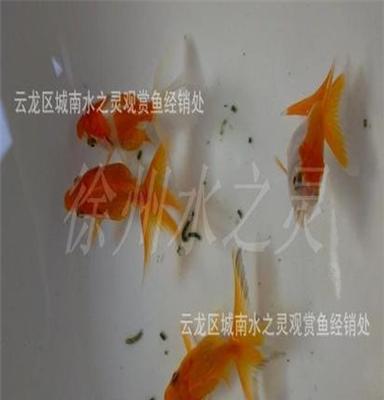 红鎏金 徐州金鱼 观赏鱼 新品上市 批发