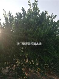 浙江常山供应3-5米胡柚树