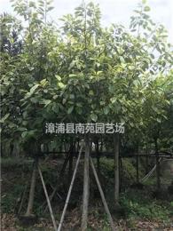 福建地区供应8-12公分富贵榕袋苗