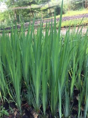 黄菖蒲 漳州黄菖蒲 福建黄菖蒲