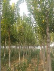 河南鄢陵 供应1--15公分复叶槭