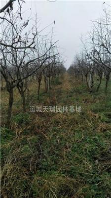 占地枣树价格，枣树价格，《5一8一12》公分枣树供应，