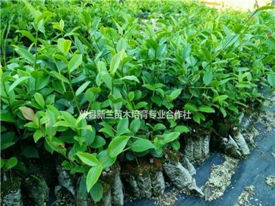 湖南两年生油茶苗4哪里好/哪家便宜