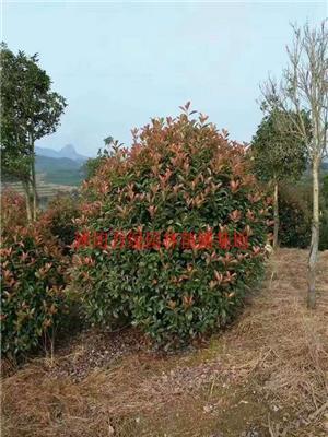 万红叶石楠球价格_红叶石楠球产地_红叶石楠球绿化苗木苗圃基地