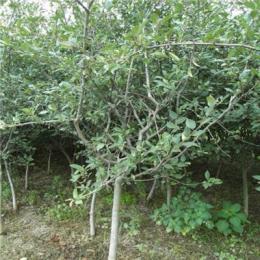 大量供應垂絲海棠，垂絲海棠苗，垂絲海棠基地，規格齊全