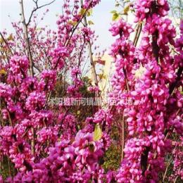 紫荆树苗价格 紫荆树种植方法及简介 苗圃批发大量优质紫荆树苗