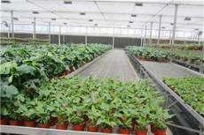 现代化温室专用农业设备华耀移动苗床的特点
