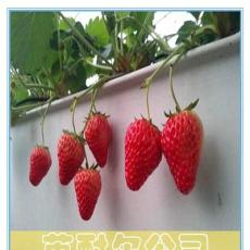 温室草莓槽，基质槽，草莓基质栽培槽