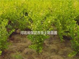 保定金葉女貞苗產地-河北金葉女貞苗供貨商