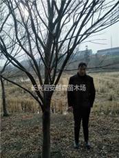浙江湖州供应供应大量8-16公分鸡爪槭