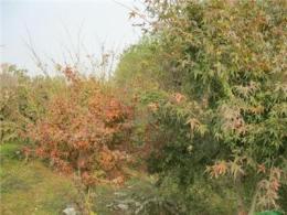 紅楓供應(yīng)/紅楓圖片