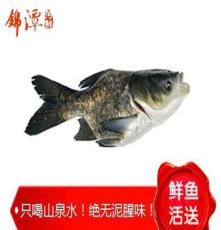 鲜鱼活送 批发4.5斤装原生态缩骨鱼 绝无泥腥味的水产品