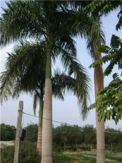 大王椰子:托杆2-9米地苗和袋苗，自产自销