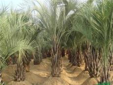 布迪椰子：托杆30-1-3米地苗，袋苗，自产自销