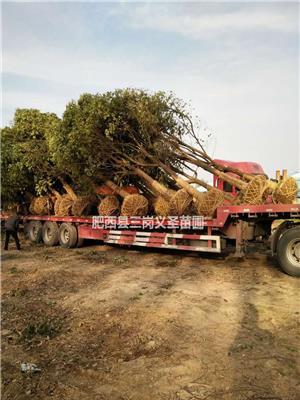 大小规格安徽合肥香樟基地