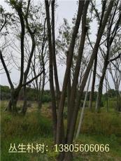 安徽合肥（肥西）朴树