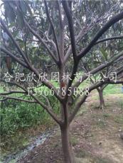 安徽枇杷1，栾树，红叶李，乌桕，三角枫。