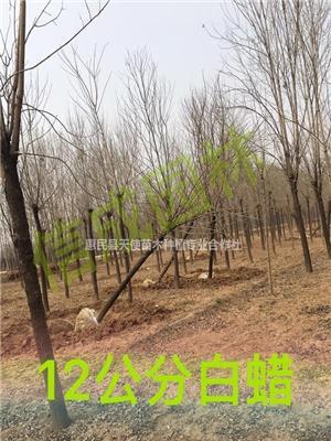 山东白蜡树基地,精品白蜡，小叶白蜡，老白蜡