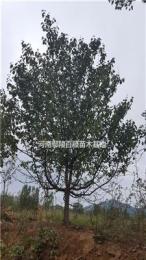河南鄢陵供应3-15公分精品木瓜树