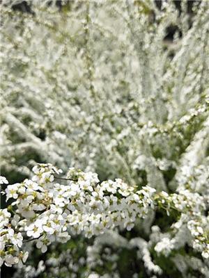 浙江地区特价售5加仑喷雪花