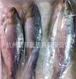 缅甸鲥鱼 3.0以上斤/进口鲥鱼/冰冻´冰鲜鲥鱼/超低价批发