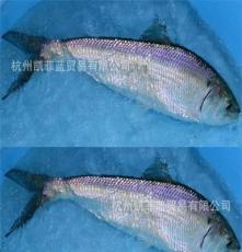 低价批发 长江鲥鱼 1.8斤/美国鲥鱼/全国热销/