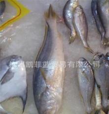 实物 缅甸黄鱼 野生黄鱼 冰鲜鱼 海水鱼 水产品批发