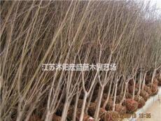 低價出售木瓜海棠、木槿、石榴、紫藤、廣玉蘭、紫白玉蘭等