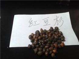 江西九江庐山红豆杉种子，*好的选择