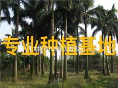 大王椰子树高10米批发