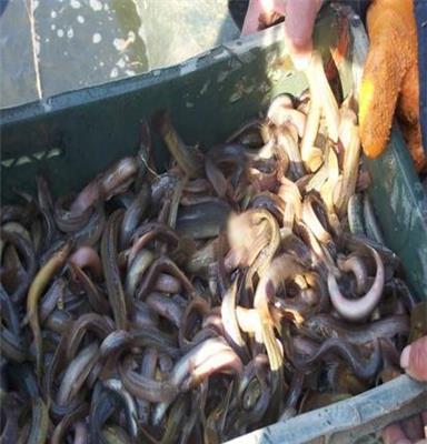 泥鳅种苗 精良品种 出称率高 死亡低 方便运输 达到出口标准