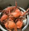 莱州当地梭子蟹，大籽蟹，红膏蟹，公蟹肉质饱满