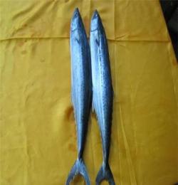 供应山东青岛各种水鱼鲜活水产品 水产海鲜 海鲜批发