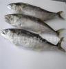 水产品批发鲅鱼、青岛当地鲅鱼，鲅鱼肉鲜，味美肉嫩，欢迎订购