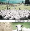 [雅之魅]正护肤羔羊绒线 厂家大量供应优质羔羊绒纱线38/3羊绒纱