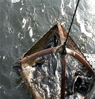 上海鲜活石斑鱼（土斑、青斑）供应批发—上海晨升食品