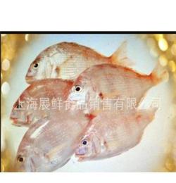 精品热销供应海产品优质红鲷鱼 冷冻水产品红鲷鱼 鲜活海鲜批发