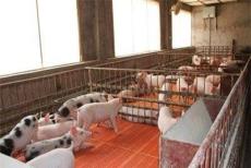 新乡防腐型猪保育床厂家 养猪用保育床价格 永生养猪设备