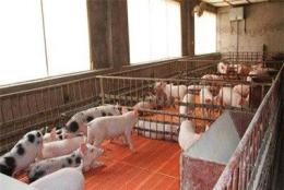新乡防腐型猪保育床厂家 养猪用保育床价格 永生养猪设备