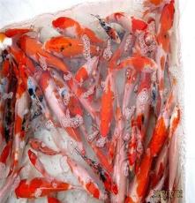 鱼台明珠养殖基地低价出售红白锦鲤